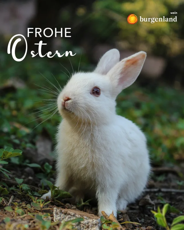 🌸🥚 Frohe Ostern wünscht Wein Burgenland! 🐰🍷

Genussvolle Feiertage und viele schöne Momente mit einem guten Glas Wein! 💛

#WeinBurgenland #FroheOstern #Weingenuss #OsternMitWein